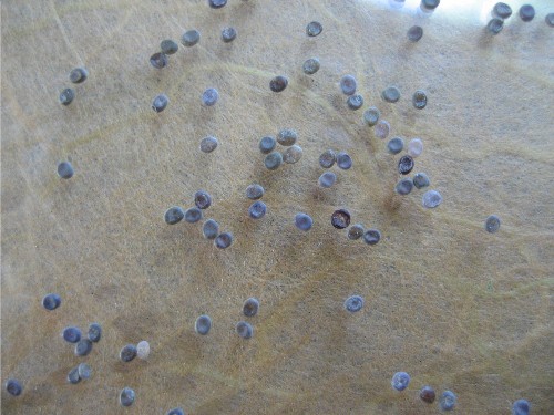 Eggs