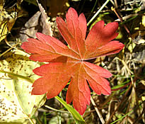 brightyl colored leaf